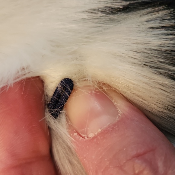 INC International Concepts  Faux fur vest - Picture 8 of 8